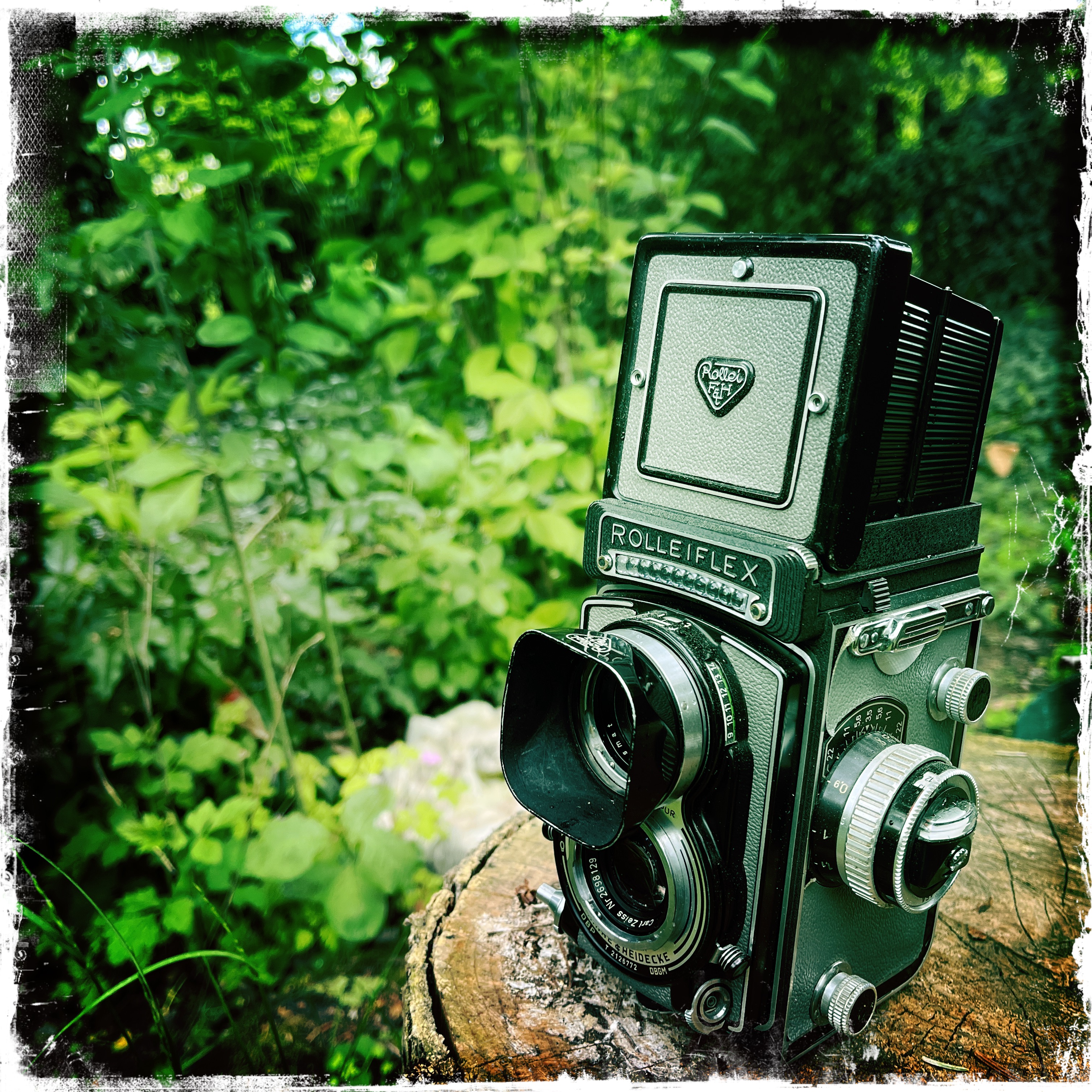 Rolleiflex-Kamera auf einem Baumstumpf im Grünen, Foto Markus Orschiedt